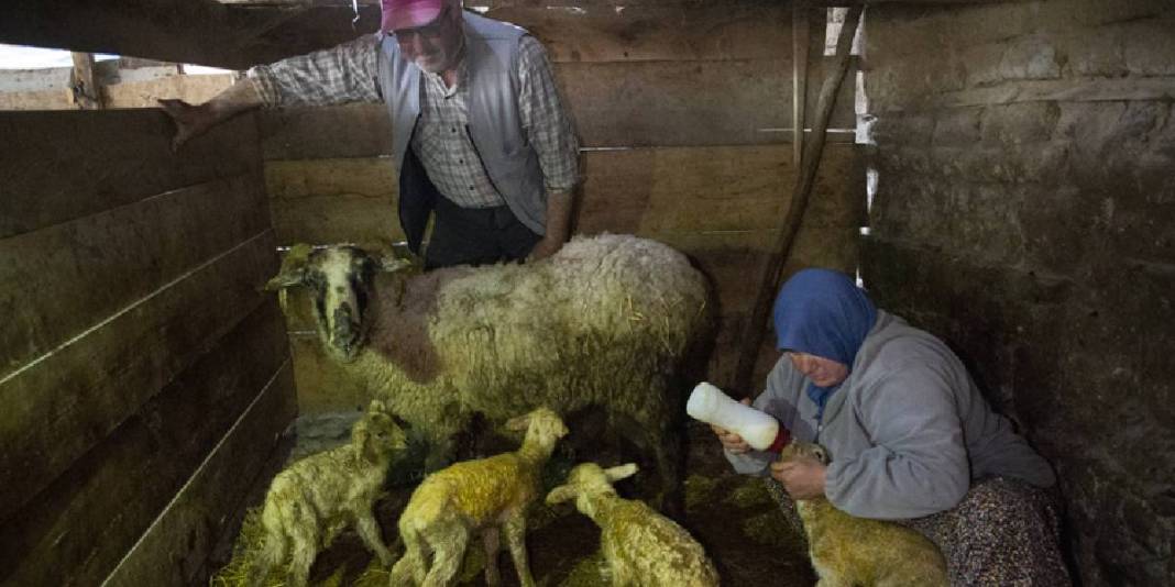 Dördüz doğan kuzular aileyi sevince boğdu: Sebebi ‘İyi bakım’ 1